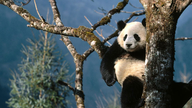 Κίνα: Αυξάνεται ο πληθυσμός των γιγάντιων πάντα